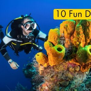 10 Fun Dives