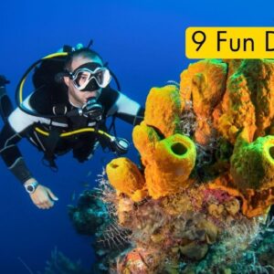 9 Fun Dives