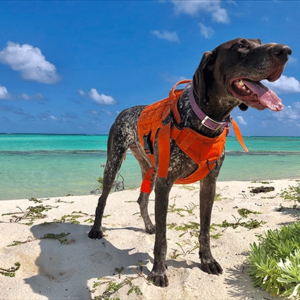 International Working Dog Association